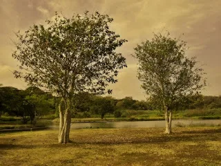 Τα δύο δέντρα