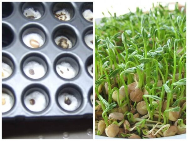 Πείραμα για παιδιά: Σπόροι σε βρεγμένο βαμβάκι