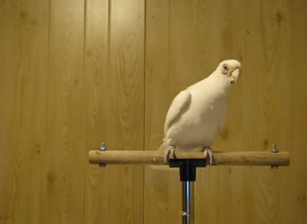 Μεγάλο ταλέντο: Ο παπαγάλος που λατρέψαμε για τις χορευτικές του ικανότητες – Χορεύει twist! [Απολαυστικό Video]