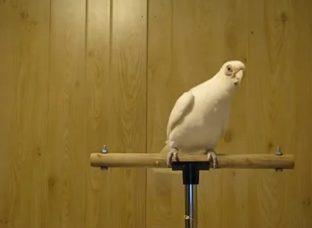 Μεγάλο ταλέντο: Ο παπαγάλος που λατρέψαμε για τις χορευτικές του ικανότητες – Χορεύει twist! [Απολαυστικό Video]