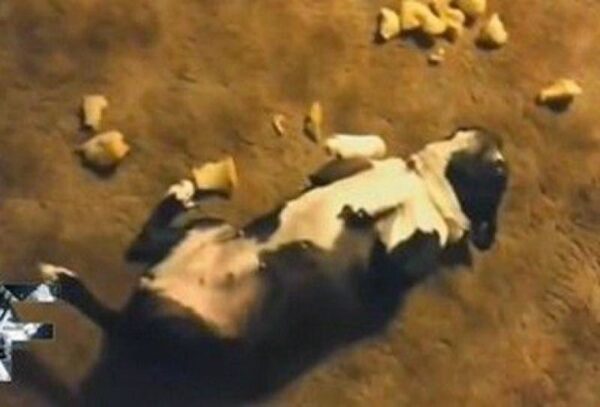 Δείτε στο VIDEO απίθανες αντιδράσεις σκύλων που έχουν κάνει αταξία και νιώθουν ενοχές! [video]