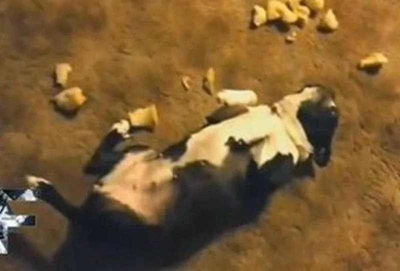 Δείτε στο VIDEO απίθανες αντιδράσεις σκύλων που έχουν κάνει αταξία και νιώθουν ενοχές! [video]