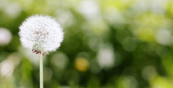 Γιατί οι αλλεργίες είναι πλέον πιο συχνές και επίμονες