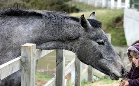 Δέκα είδη ζώων με εντυπωσιακούς δείκτες ευφυΐας