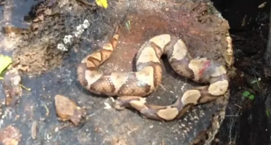 ΑΠΙΣΤΕΥΤΟ!!! Φίδι δαγκώνει το σώμα του μετά από αποκεφαλισμό….