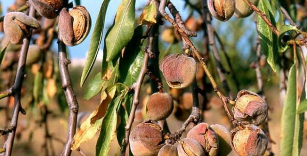 Η πιο δυνατή αντικαρκινική ουσία της γης: Β17 η οποία βρίσκεται στα…