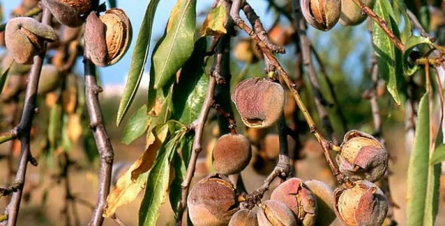 Η πιο δυνατή αντικαρκινική ουσία της γης: Β17 η οποία βρίσκεται στα…