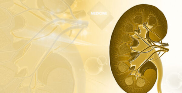 Νεφρά: 4 τρόποι για να τα κρατήσετε υγιή για πάντα