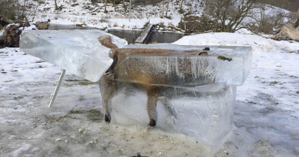 Αλεπού έπεσε και πάγωσε μέσα στονΔούναβη