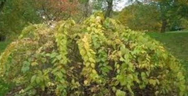 Κινέζικο φυτό θεραπεύει τον καρκίνο σε 40 μέρες!