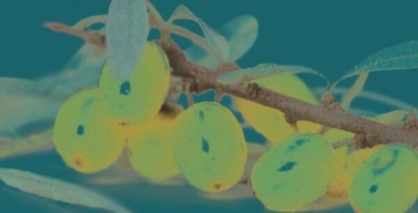 Oλα όσα πρέπει να γνωρίζεις για το Ιπποφαές – Η απίστευτη διατροφική του αξία