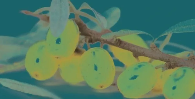 Oλα όσα πρέπει να γνωρίζεις για το Ιπποφαές – Η απίστευτη διατροφική του αξία