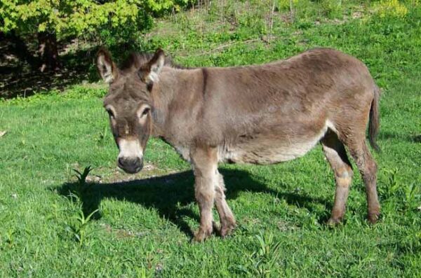 «Να ψοφήσει το γαϊδούρι του γείτονα» ,του Δ.Τσιριγώτη