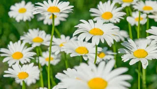 10 ευεργετικές ιδιότητες του χαμομηλιού