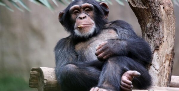 Τι διαφορές έχει ο ανθρώπινος εγκέφαλος από των πιθήκων;