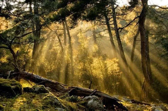 Δασικοί χάρτες: Παράταση έξι μηνών για υποβολή αντιρρήσεων και μείωση του τέλους