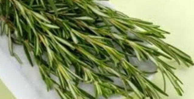 Δενδρολίβανο: Μυστικό για καλή μνήμη!