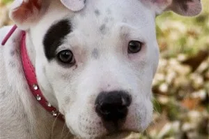 ΑΠΙΣΤΕΥΤΗ ΙΣΤΟΡΙΑ: Η Dosha είναι το πιο τυχερό σκυλί στον κόσμο!