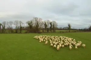 Βοσκός ελέγχει το κοπάδι του με… drone!