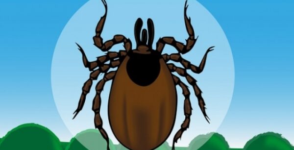 Ποιες ασθένειες μεταδίδουν τα τσιμπούρια – Πώς θα προστατευτείτε