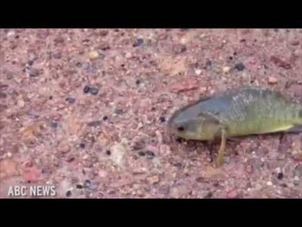 Το μεταλλαγμένο ψάρι δολοφόνος που ζει μέρες στη στεριά (ΒΙΝΤΕΟ)