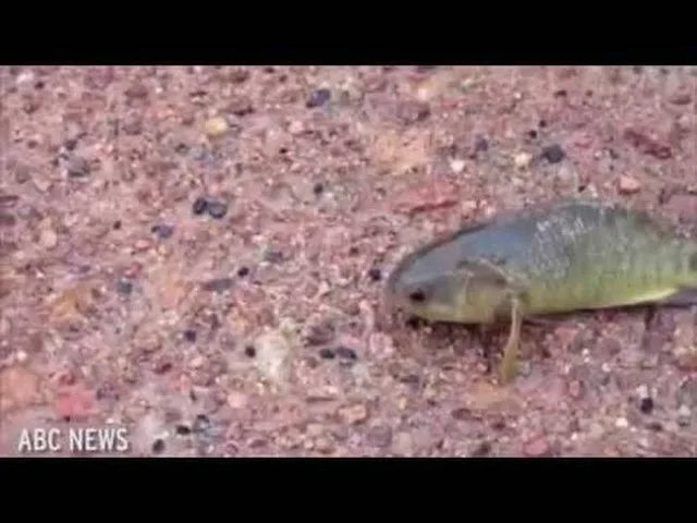 Το μεταλλαγμένο ψάρι δολοφόνος που ζει μέρες στη στεριά (ΒΙΝΤΕΟ)