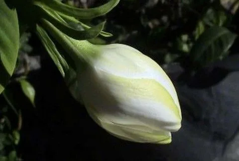 ΕΚΠΛΗΚΤΙΚΟ! Παρακολουθήστε λουλούδια να ανθίζουν!(Video)