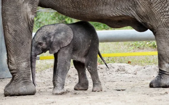 Συγκλονιστικό βίντεο: Η γέννηση ενός ελέφαντα