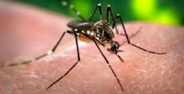 Περιφέρεια Κεντρικής Μακεδονίας: Σχέδιο άμεσης δράσης για την ελονοσία