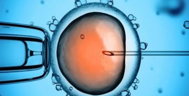 Εργαστηριακή καλλιέργεια ανθρώπινου εμβρύου δύο εβδομάδων