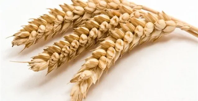 Αδιάγνωστοι παραμένουν πολλοί πάσχοντες από κοιλιοκάκη στην Ευρώπη