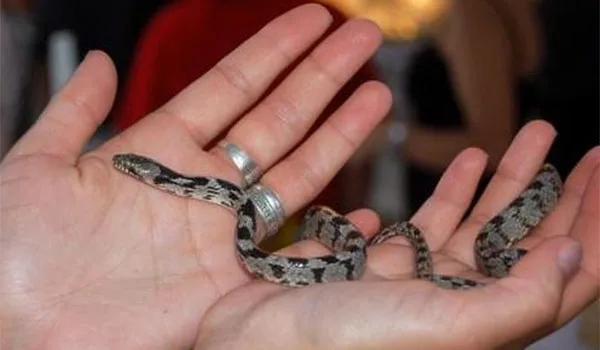 Τα Φιδάκια της Παναγίας στην Κεφαλονιά!