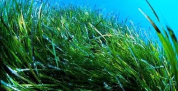 Τοξίνη των φυκιών μπορεί να προκαλεί Αλτσχάιμερ