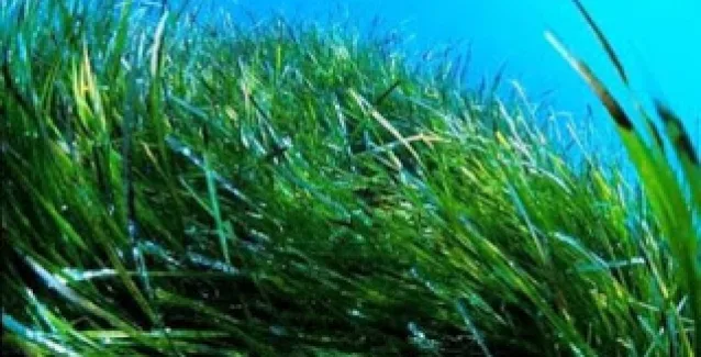 Τοξίνη των φυκιών μπορεί να προκαλεί Αλτσχάιμερ