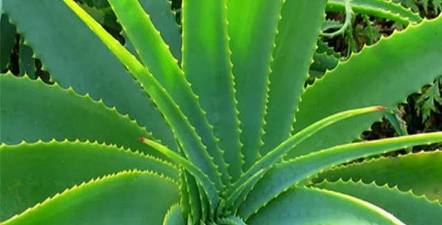 Το φυτό που χρησιμοποιούν οι Ικαριώτες και φτάνουν τα 100!