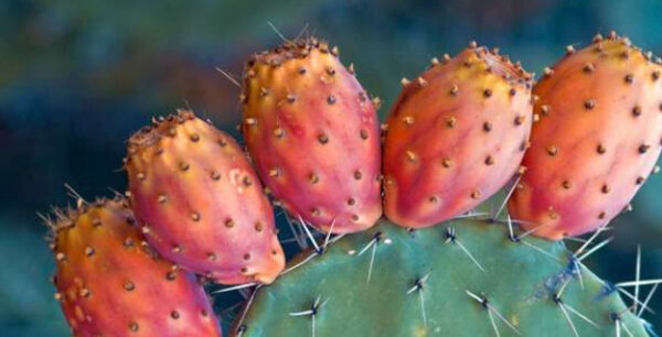 Φραγκοσυκιά: Το παρεξηγημένο δώρο της φύσης