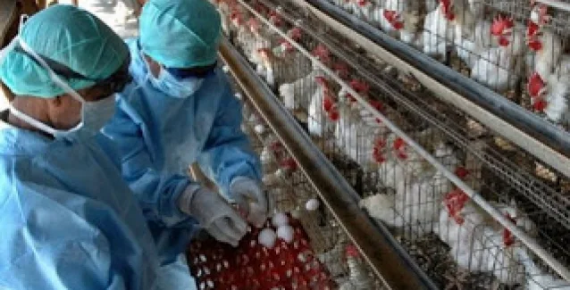 H5N1: 8 χώρες ανέστειλαν τις εισαγωγές πουλερικών από τη Γαλλία