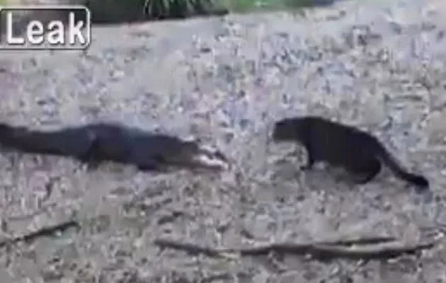 Απίστευτο: Η γάτα νικάει τον δειλό… κροκόδειλο (βίντεο)