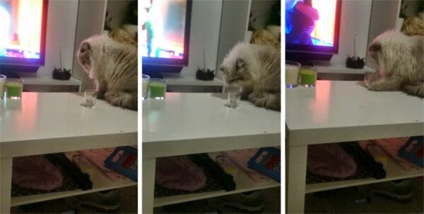 Γάτα παίρνει απίστευτο ύφος πριν κάνει την ζημιά (Video)