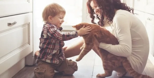 Το παράσιτο που μεταδίδει η γάτα. Τι προκαλεί – Πώς επιδρά στον εγκέφαλο