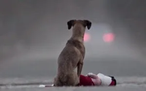 Διδακτικό βίντεο για την εγκατάλειψη των σκύλων!