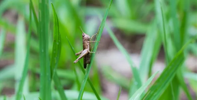 Η εισαγωγή γρύλλων και άλλων εντόμων στη διατροφή μπορεί να βοηθήσει στην επιβράδυνση της κλιματικής αλλαγής