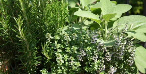 Απέραντος θησαυρός της ελληνικής φύσης τα βότανα