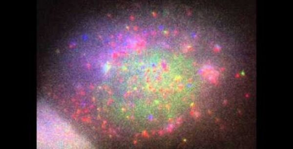 Γέννηση πρωτεΐνης σε πραγματικό χρόνο