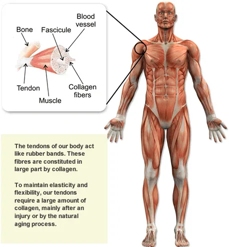 Υγρό πόσιμο κολλαγόνο, το σύγχρονο ‘νερό του Καματερού