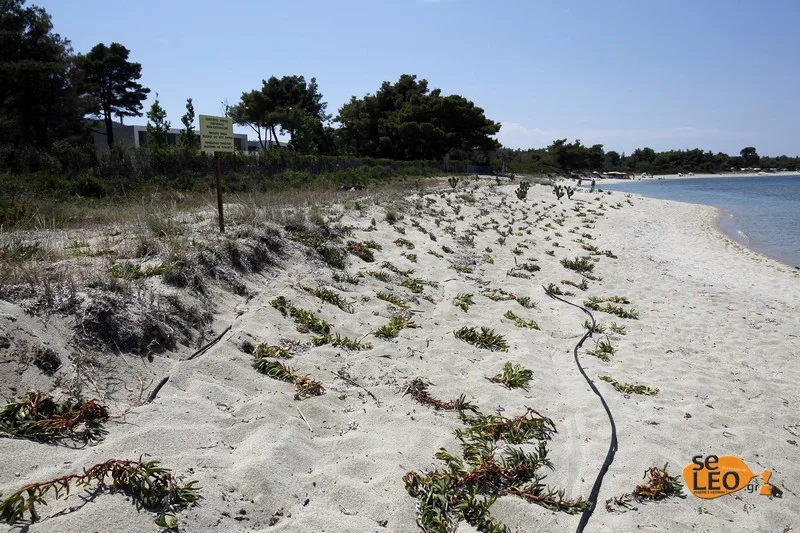 Ιδιοκτήτης οικοπέδου στη Χαλκιδική ιδιοποιήθηκε την παραλία και την περιέφραξε! (ΦΩΤΟ)