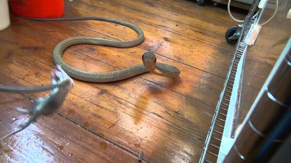 Ιδιοκτήτης φιδιού προσπαθεί να ταΐσει την τσαντισμένη Βασιλική Κόμπρα του (Video)