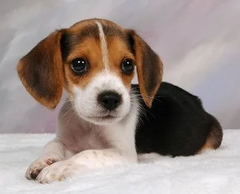 Θα αγοράσω το ανάπηρο κουτάβι όταν θα έχω τα χρήματα ! – Μια συγκινητική ιστορία