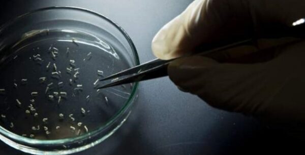 Οι Βρετανοί θα ψεκάζουν τα αεροσκάφη με εντομοκτόνα για να ελέγξουν την εξάπλωση του ιού Ζίκα