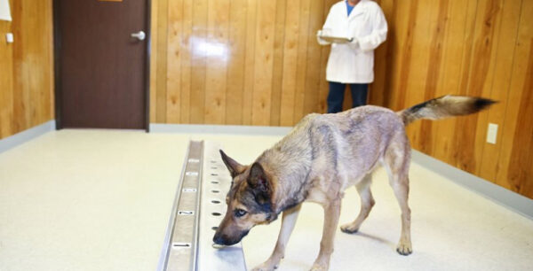 Είναι αλήθεια: Οι σκύλοι μυρίζουν πράγματι τον καρκίνο στην αναπνοή των ασθενών